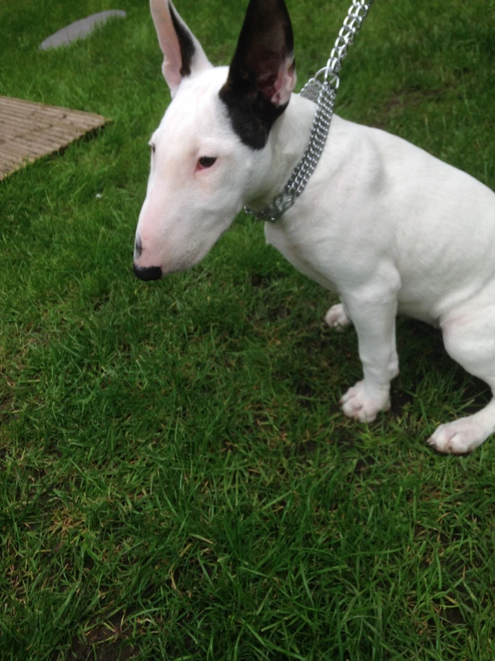 Collar de entrenamiento de punta de perro Champion semi estrangulador dejar de tirar collar de media punta Foto 4 de 4