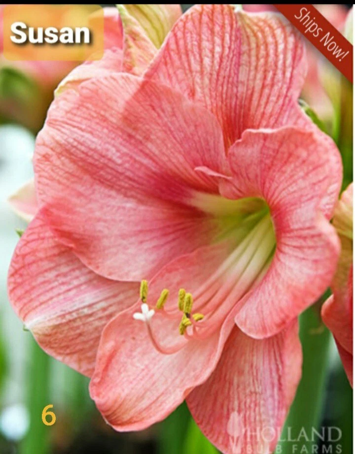 bulbos de amaryllis..Lirios O Azucenas Foto 4 de 4