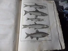 PANCKOUCKE ICHTHCHYOLOGY FISH ORIGINAL ENGRAVING FROM 1788 22 X 31 Cms