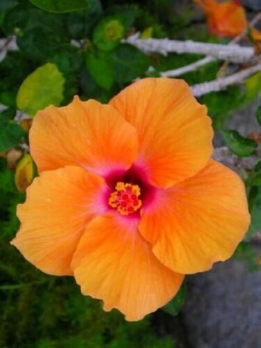 値下FAUNE / Hibiscus Vintage White / 6-8 Amazon.com : Marilyn Tropical Landscape Hibiscus Live Plant
