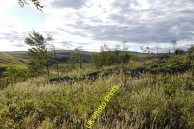 Photo 6x4 Felled and replanted area Craigend/NS7887 Views now available  c2015