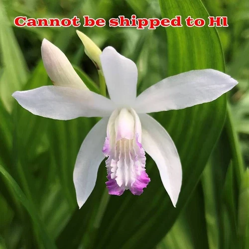 Hardy Terrestrial Orchid