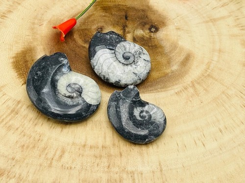 Orthoceras Kopffüßer Fossil, Orthoceras Fossil Kristall, versteinerte Orthoceras - Bild 2 von 6