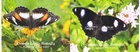 Tonga 2018 Butterflies 2 Souvenir Sheet MNH IMPERFORATED