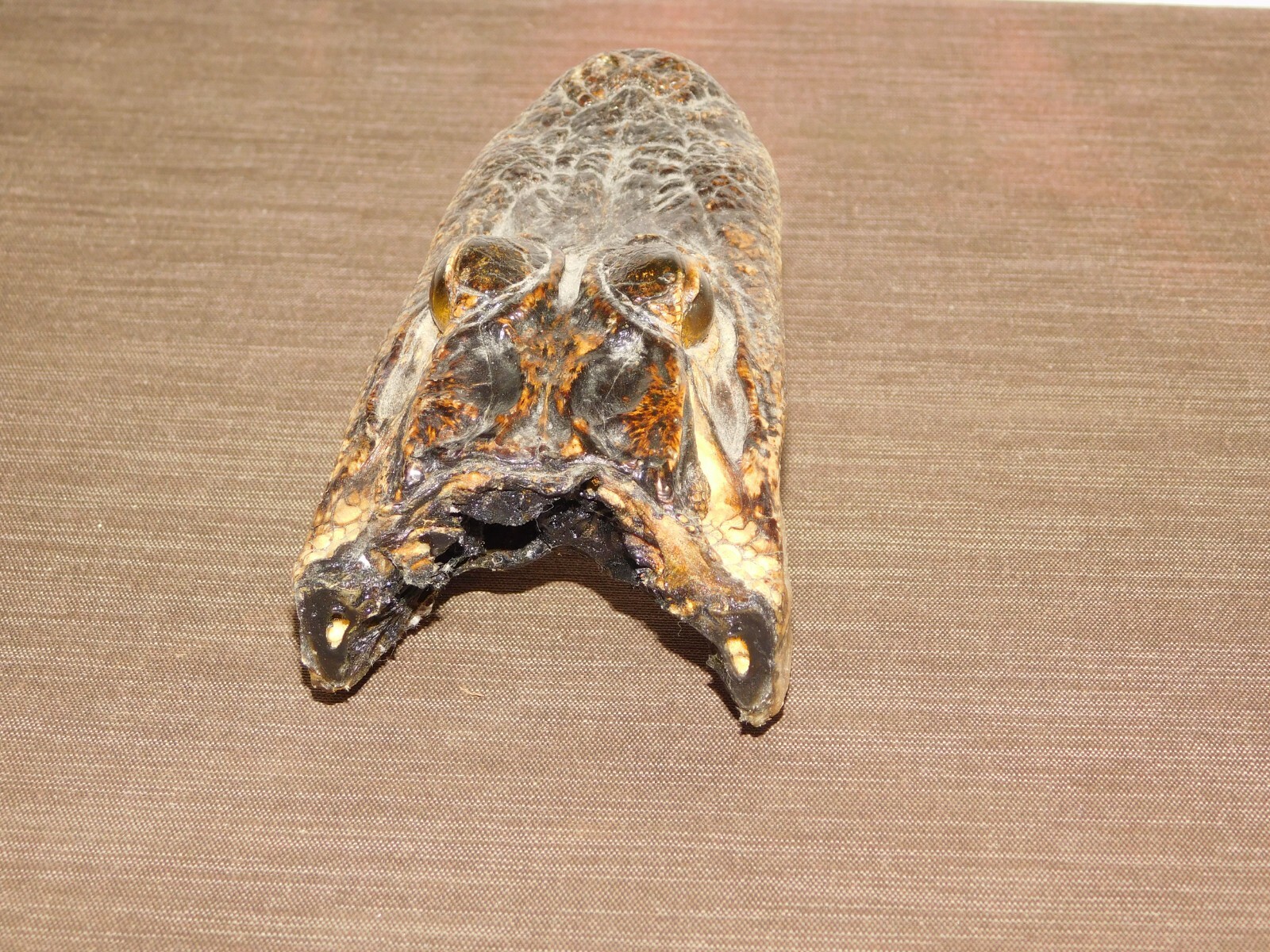  6" LONG REAL ALLIGATOR HEAD DESK DISPLAY PAPERWEIGHT