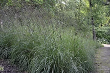 500 Big Bluestem Wildlife Food Plot Seeds Quail Livestock Forage 