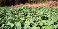 5lbs TROPHY FORAGE RAPE SEED Food Plot Seed For Deer Turkey Excellent No Till 
