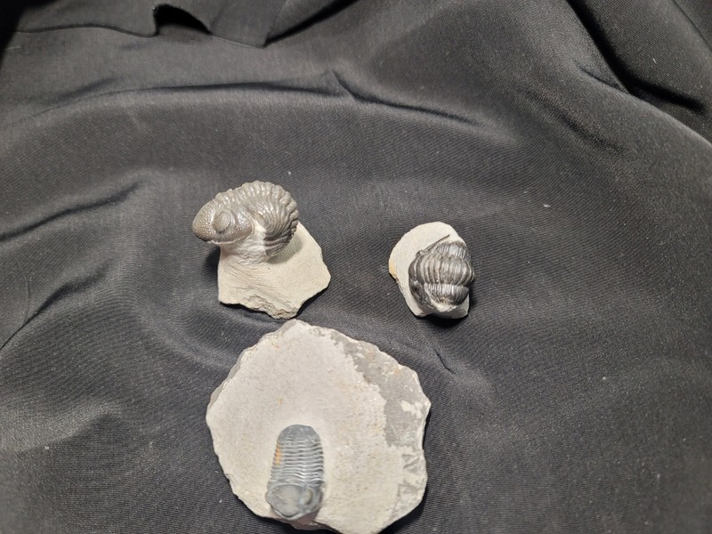 Lot Of 3 Trilobite fossil Devonian of Morocco 