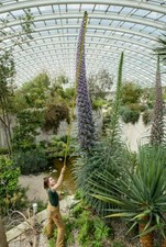 3Ft Echium pininana BAREROOT blue Huge Perennial Plant 