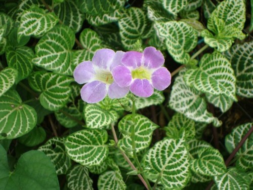 Medicinal Chinese Violet Plants (2) Asystasia Gangetica Ship Free. - Picture 2 of 4