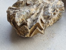 versteinerte Muschel Auster