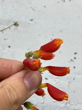 Eccremocarpus scaber Seeds, Chilean Glory Vine, Annual Flowering Plant