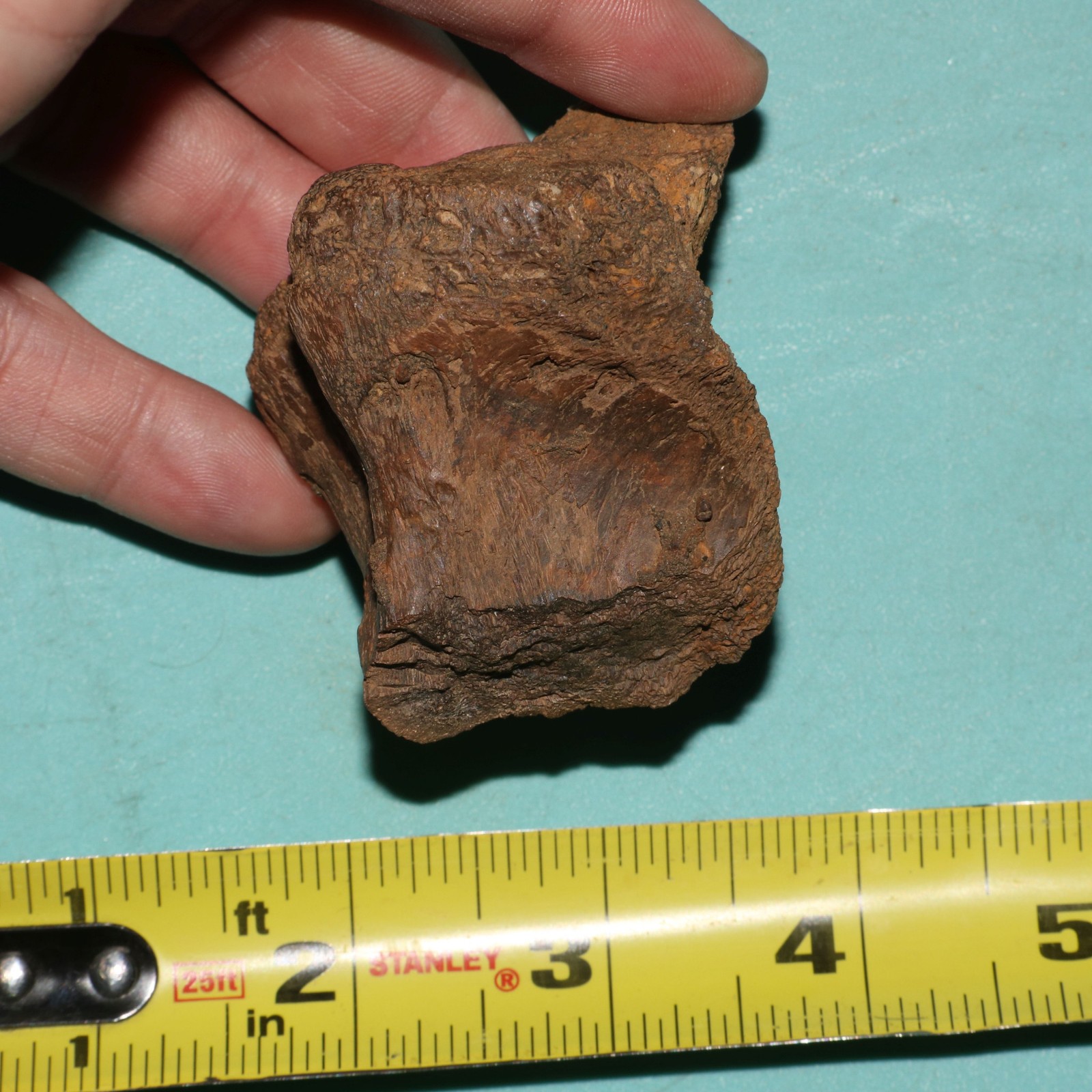 Edmontosaurus Duck Bill Vertebra Process Dinosaur Fossil Hell Creek Cretaceous