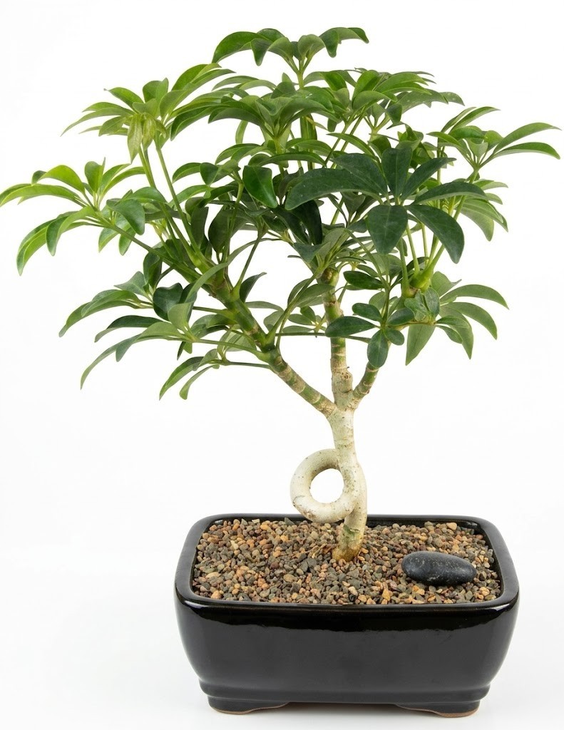 anthurium dussii Anthurium David Portilla Dreams 'Inverse crossing' main image 0