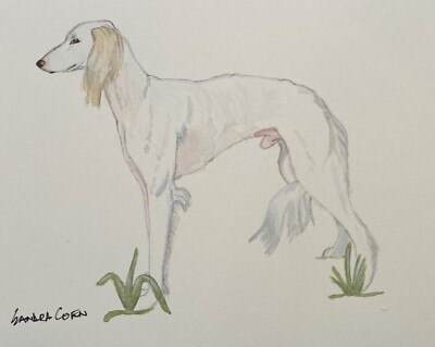 Saluki original watercolors by Sandra Coen  Standing dog