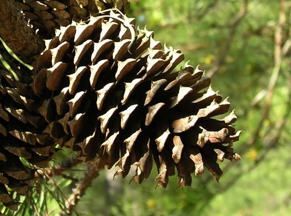 Semillas de árbol de pino Loblolly, Pinus taeda Foto 3 de 4