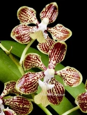Vanda jannae x roeblingiana ￼ BS  Fragrant NEW CROSS
