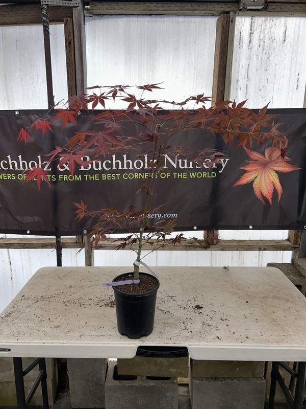 Acer palmatum 'John Teuvon' Rare Purple Japanese Maple 1 Gallon