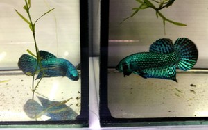 Betta Live Fish Green Splendens Thai Tropical Wild Hybrid 