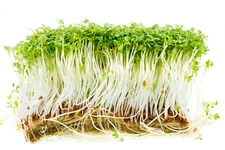 1000+ CURLED GARDEN CRESS SEEDS | NON-GMO | Use: Microgreen Salad / Micro Greens