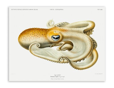 Velodona OCTOPUS vintage Illustration (Borderless) Art 1899 Reprint 22 x 17 inch