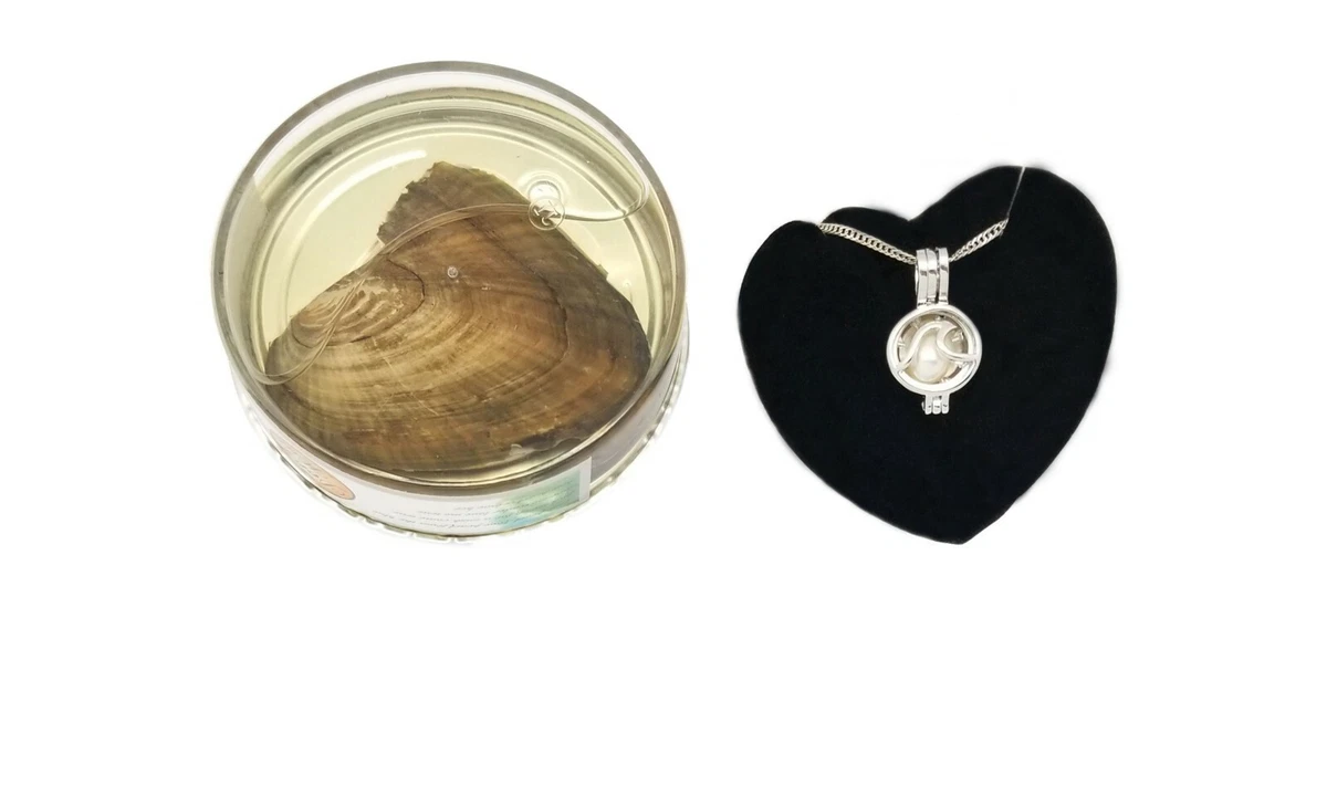 Pearl oyster cheap necklace set
