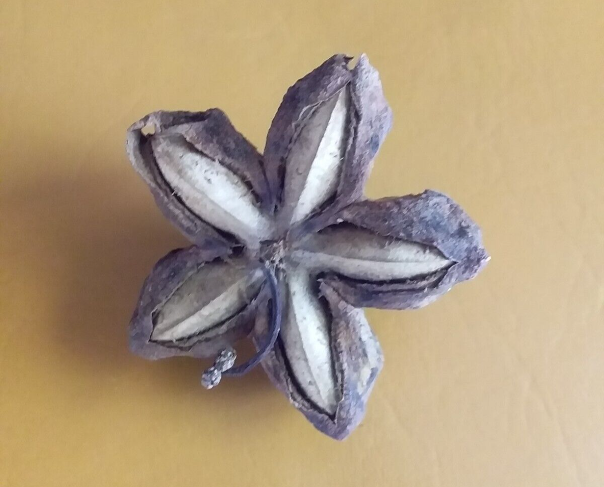 RARE Inca Peanut, Sasha Inca, volubilis PLANT , very healthy