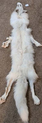 RARE Ranch Platinum GLO Fox Hide Pelt Freshly Tanned LUXURIOUS FUR 4 Legs 