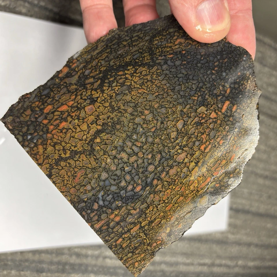 Fossil Gem Dinosaur Bone Slab ~ Gem Dino Bone Slab Quality 5/16” Thick 165 - Image 4 of 4