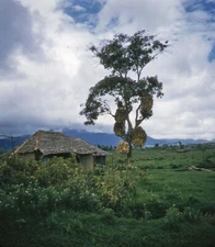Vintage Stereo Realist Photo 3D Slide AFRICA Kenya Corn Drying in Tree