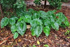 Remusatia vivipara HITCHHIKER ELEPHANT EAR - Seeds (tubercles)!