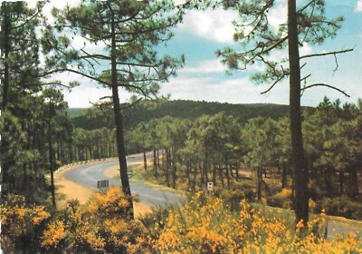 Postcard Charente-Maritime - La Forêt de Pins, dans les Dunes (Genêts)