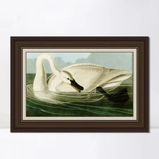 Framed Canvas Print Trumpeter Swan by John James Audubon Wall Art Home Decor