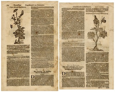 Antique Botanical Print-Depictions of two types of aconite-Anonymous-1618