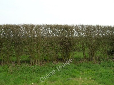 Foto 6x4 Hecke neben Furze Road North End\/TA2831 um 2010
