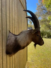 Beautiful Taxidermy, Really Kool ,Tri-Color Goat-Ibex  Shoulder Mount BIG Horns