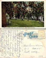 Loma Linda CA under Pepper Trees Postcard Used (39509)