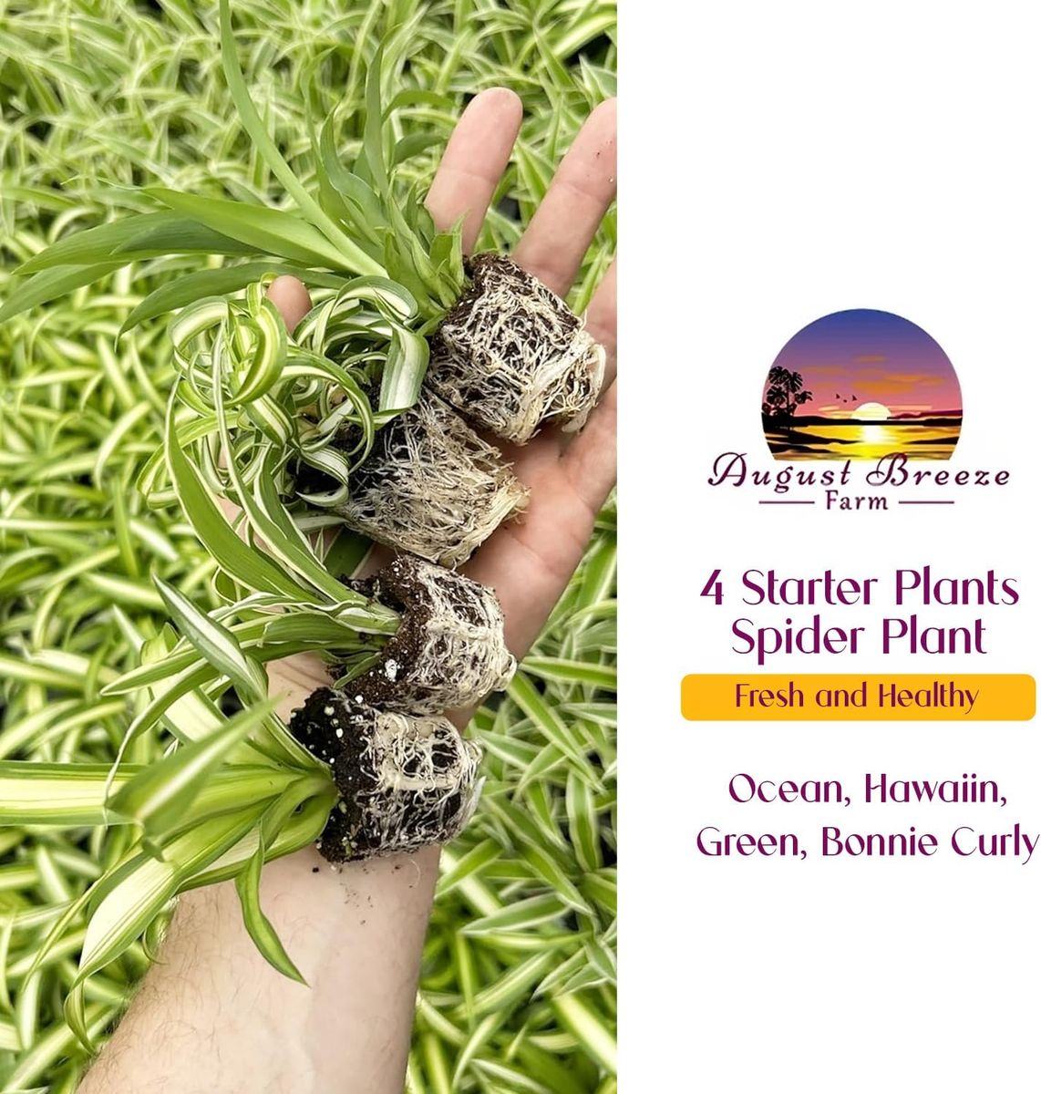 Spider Plant Variety Pack - 4 Spider Plants Live House Plants - Ocean,  Hawaiian, | eBay
