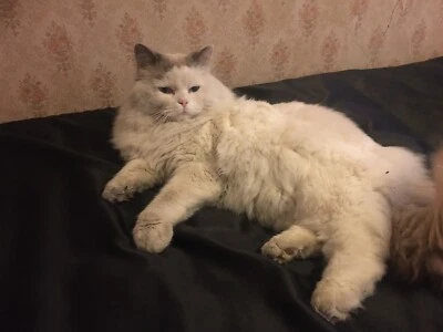 gumtree ragdoll