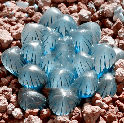 5pcs Haworthia Obtusa Crystal Light Blue Transparent Succulent Plants Seeds Home Ebay