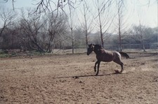 2 Race Horses Johnasset Found Vintage Photo Number 1867