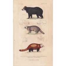 1834 BEAR, RACCOON, & Red Panda Print - Hand-Coloured - Art - 5.3 x 8.2 Inches