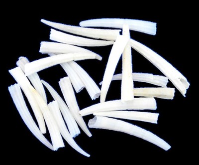 1 Lb White Tusk Shells (dentalium) 3/4'' - 1 1/4'' Seashells Coastal Crafts