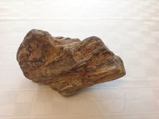 Petrified Wood Log / Rock Natural Specimen