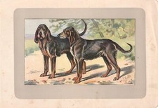 CANI razza CANE GRIGIO DI SAN LUIGI stampa antica originale del 1907