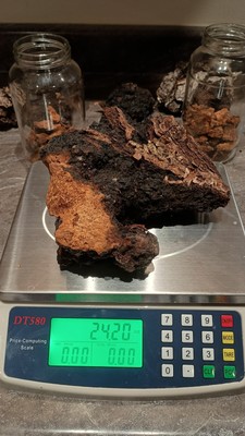 Chaga mushroom chunk 24 Oz.