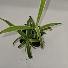 Spider Plant (Chlorophytum comosum) – Variegated – Easy Care – Live Houseplant