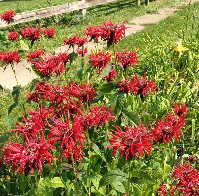 Set 2 Monarda Bee Balm Fireball Live Starter Plant Plugs - 2-4" Tall - Zones 4-9 - Image 3 of 4