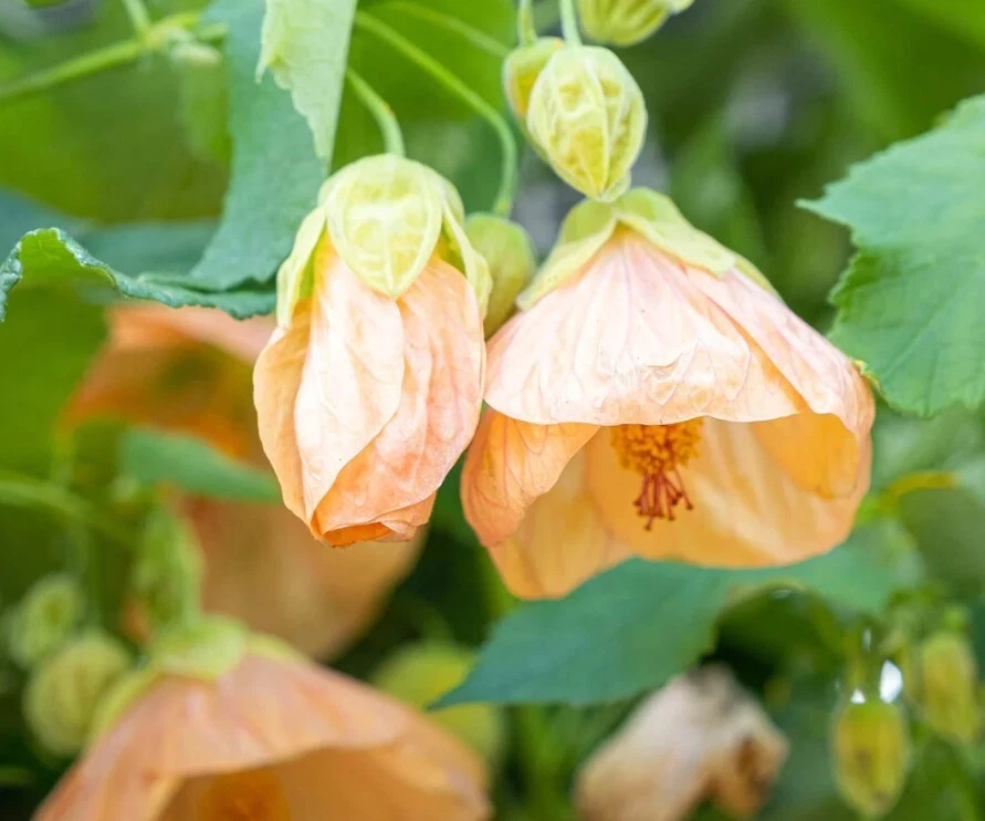 Abutilon Apricot Live Plant - 4 to 6 Inch Tall - Ship No Pot - Bell Hibiscus - Image 2 of 4
