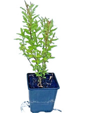 Pomegranate Plant Punica Granatum Outdoor Exotic Fruit Shrub Hardy Garden Patio